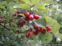 Kızılcık Yetiştiriciliği Nasıldır?