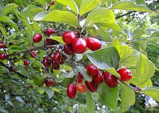 Kızılcık Ağacı Bakımı Yetiştiriciliği