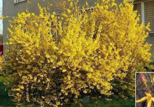 Kızılcık Ağacı Nerede Yetişir?