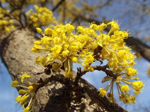 Kızılcık Çiçeği Özellikleri Nelerdir?