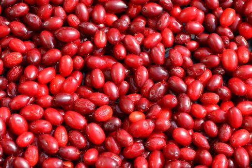 Kızılcık Faydaları Nelerdir?