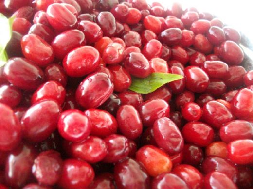 Kızılcık Şeker Hastalığına İyi Gelir mi? Faydaları Nelerdir?