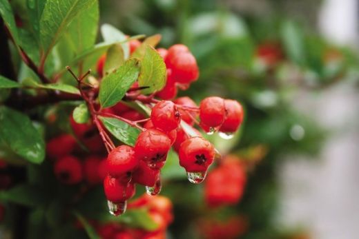 Kızılcık Otunun Faydaları Nelerdir?