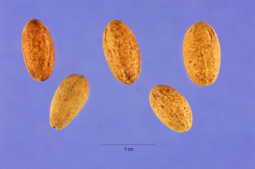 Kızılcık Tohumu Nasıl Çimlendirilir?